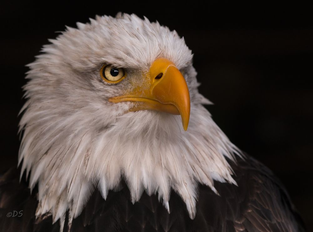 Weißkopfseeadler