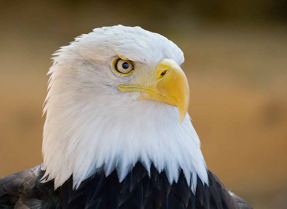 Weißkopfseeadler