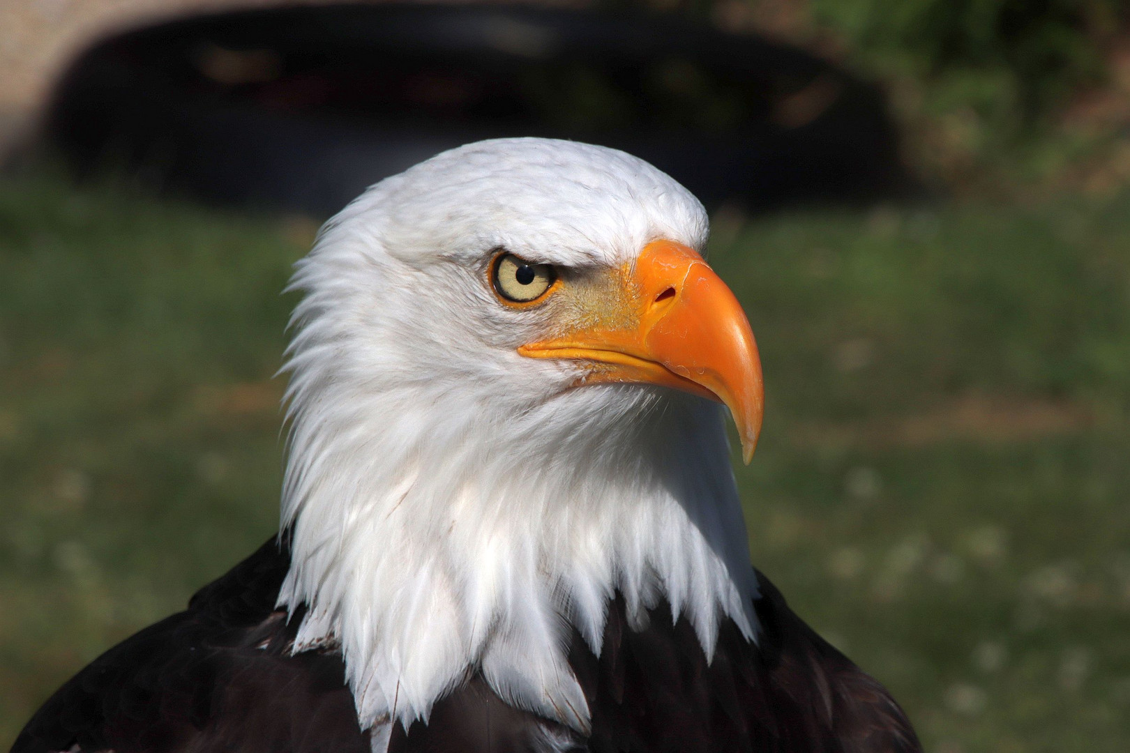 Weißkopfseeadler