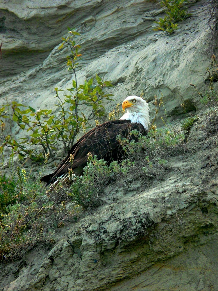 Weisskopfseeadler