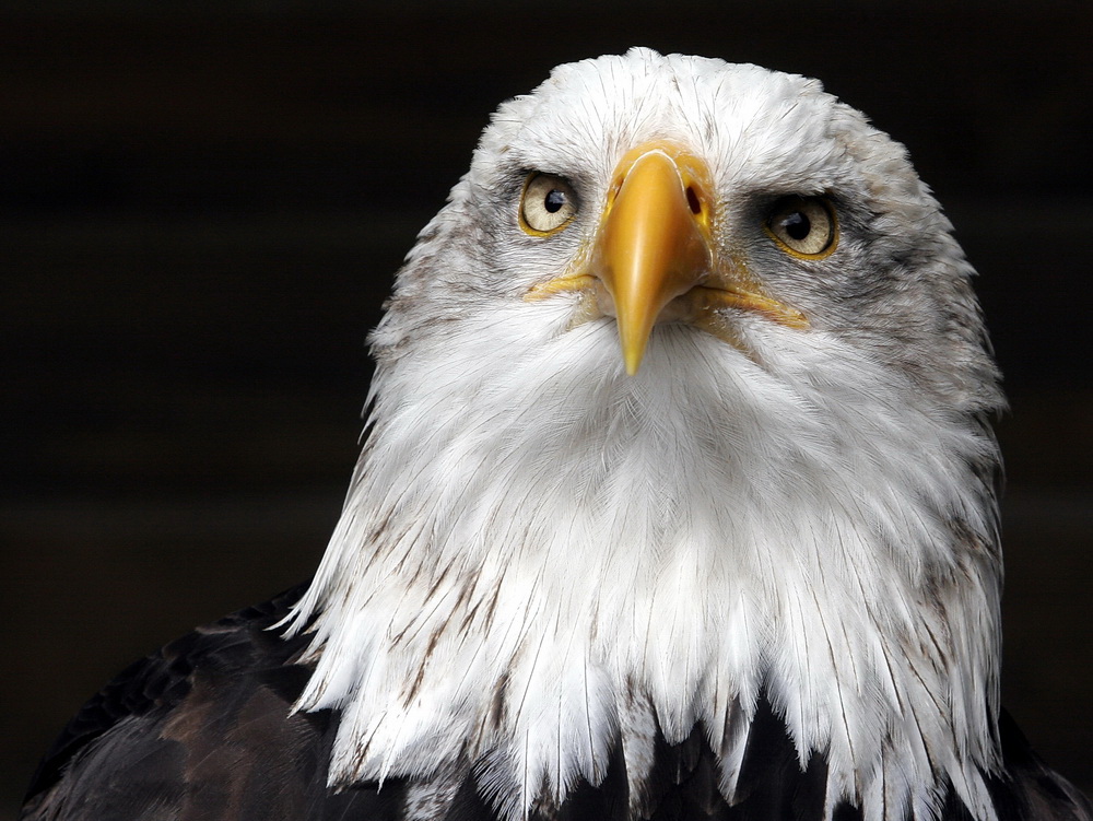 Weißkopfseeadler