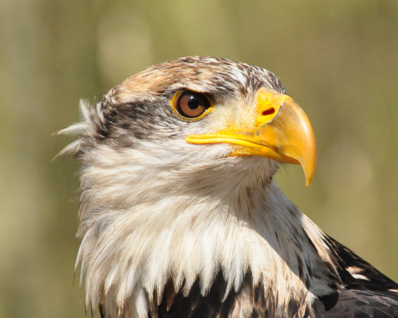 Weißkopfseeadler