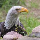 Weißkopfseeadler