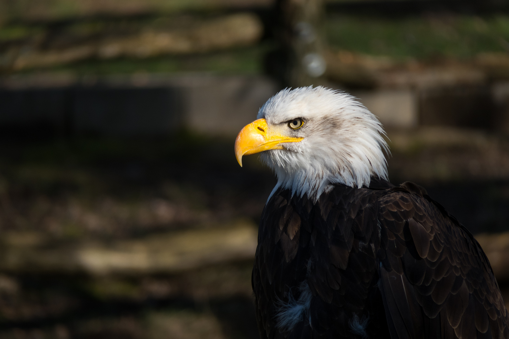 Weißkopfseeadler