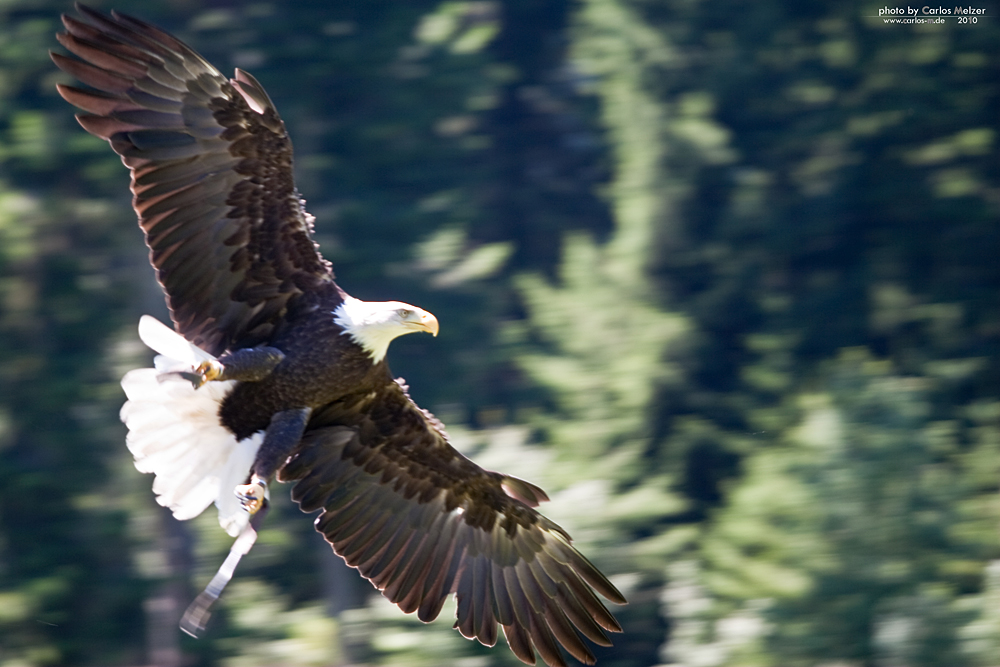 Weißkopfseeadler