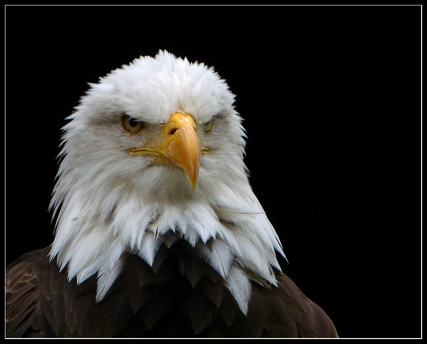 Weißkopfseeadler