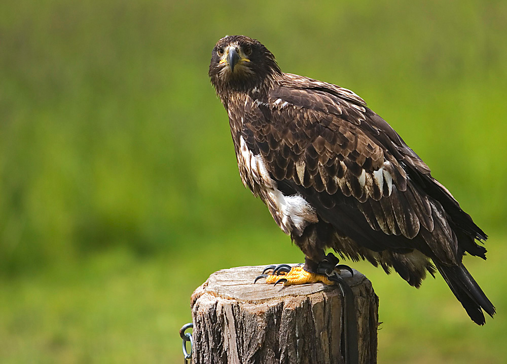 Weißkopfseeadler