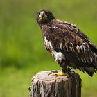 Weißkopfseeadler