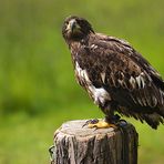 Weißkopfseeadler