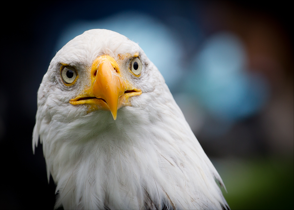 Weisskopfseeadler