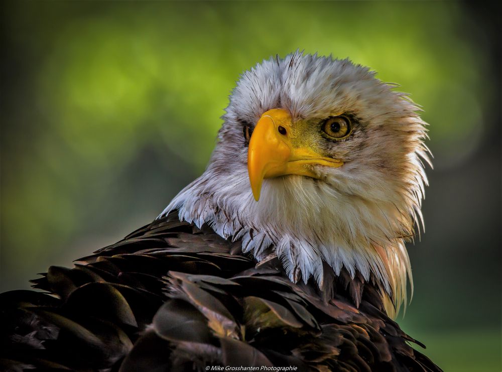 Weißkopfseeadler