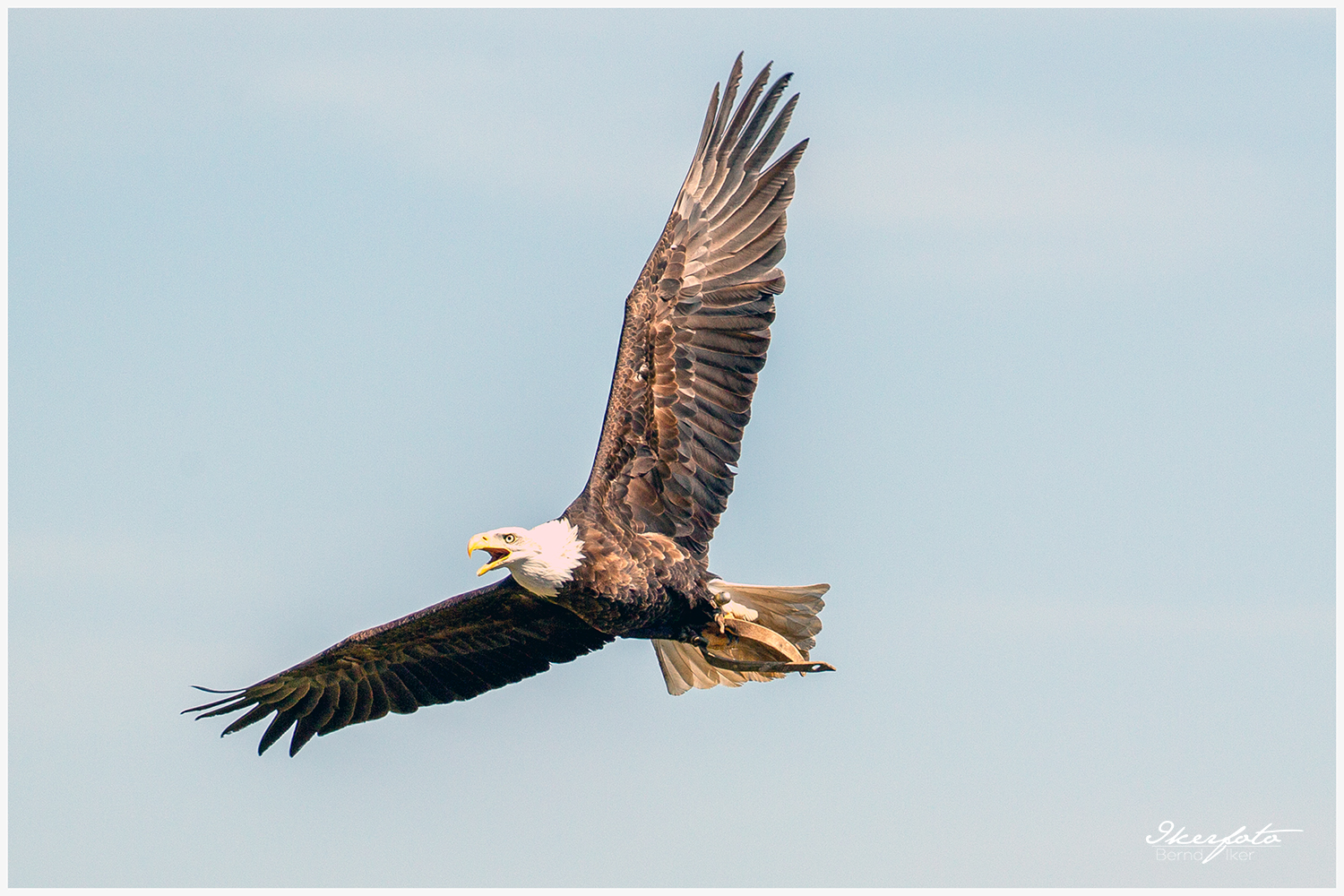 Weißkopfseeadler 