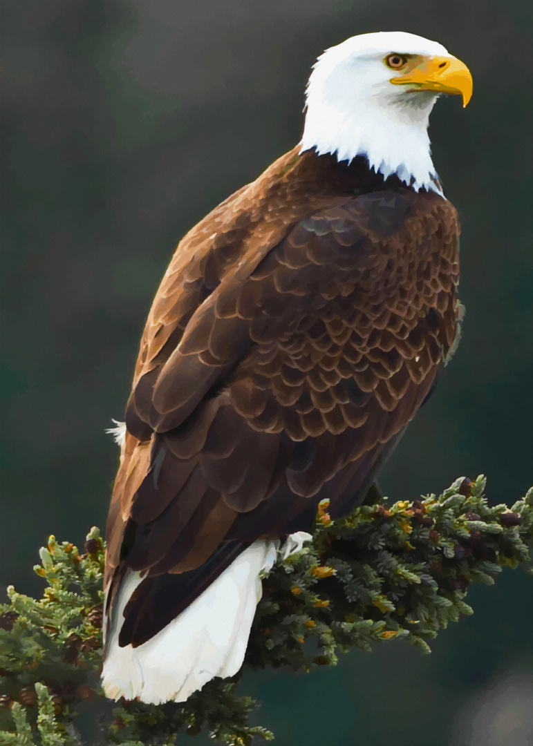 Weisskopfseeadler