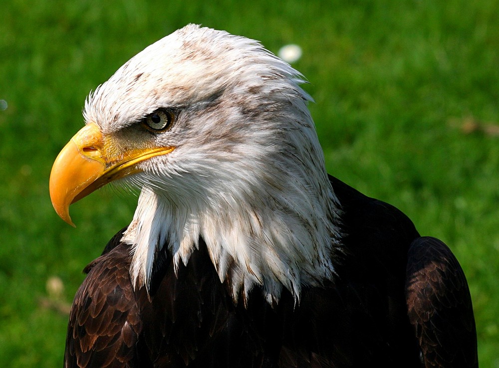 Weißkopfseeadler