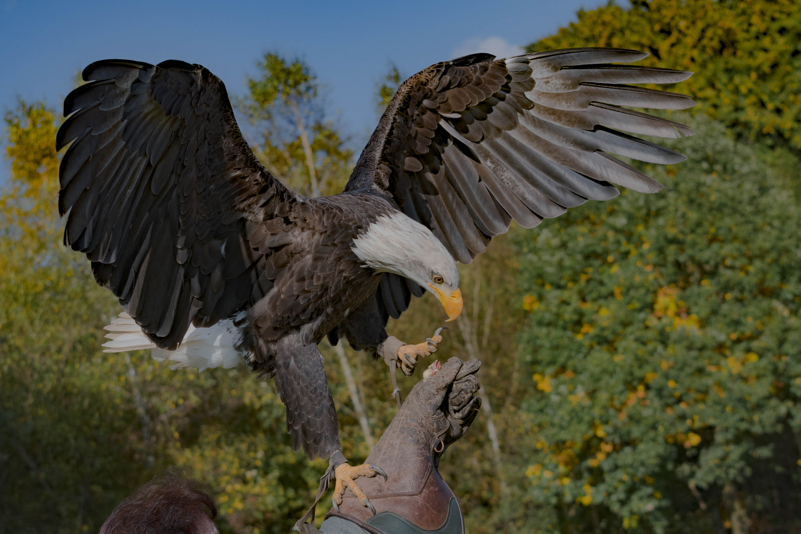 Weißkopfseeadler