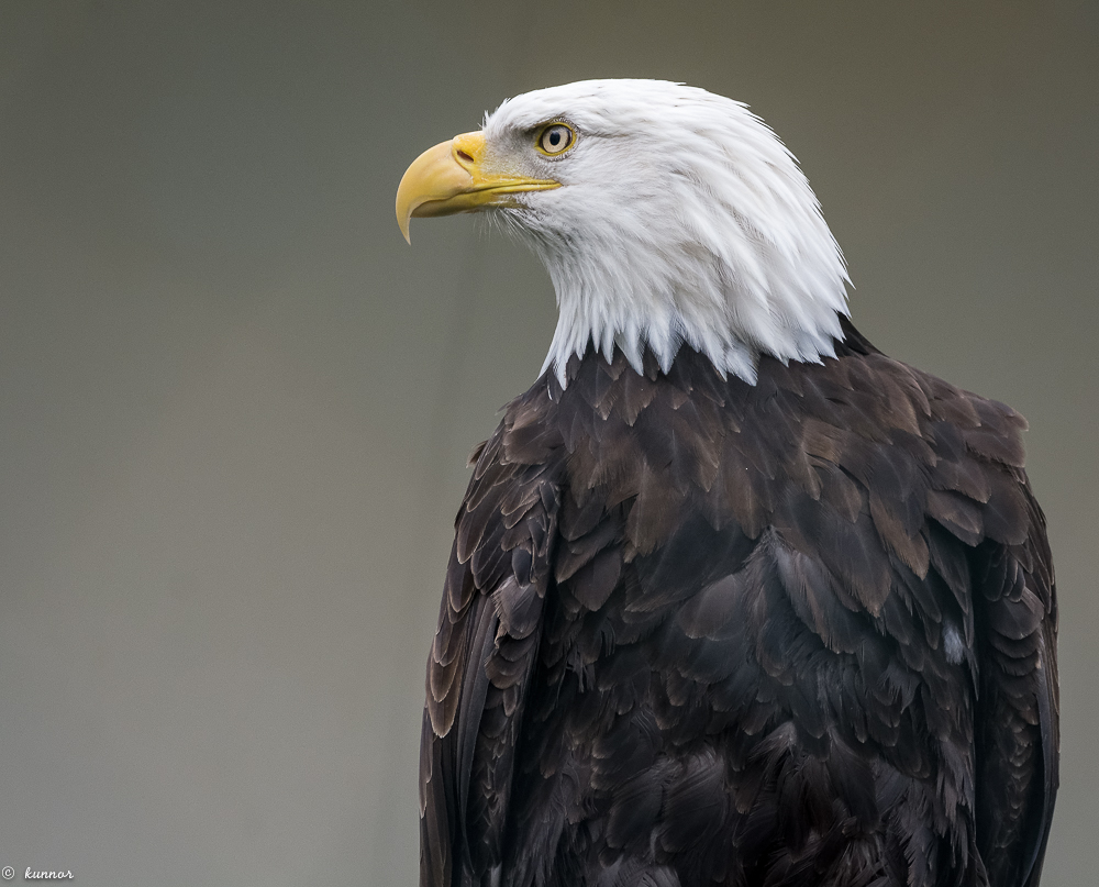 Weißkopfseeadler