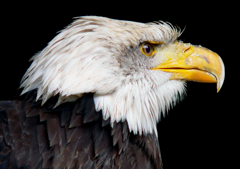 Weißkopfseeadler