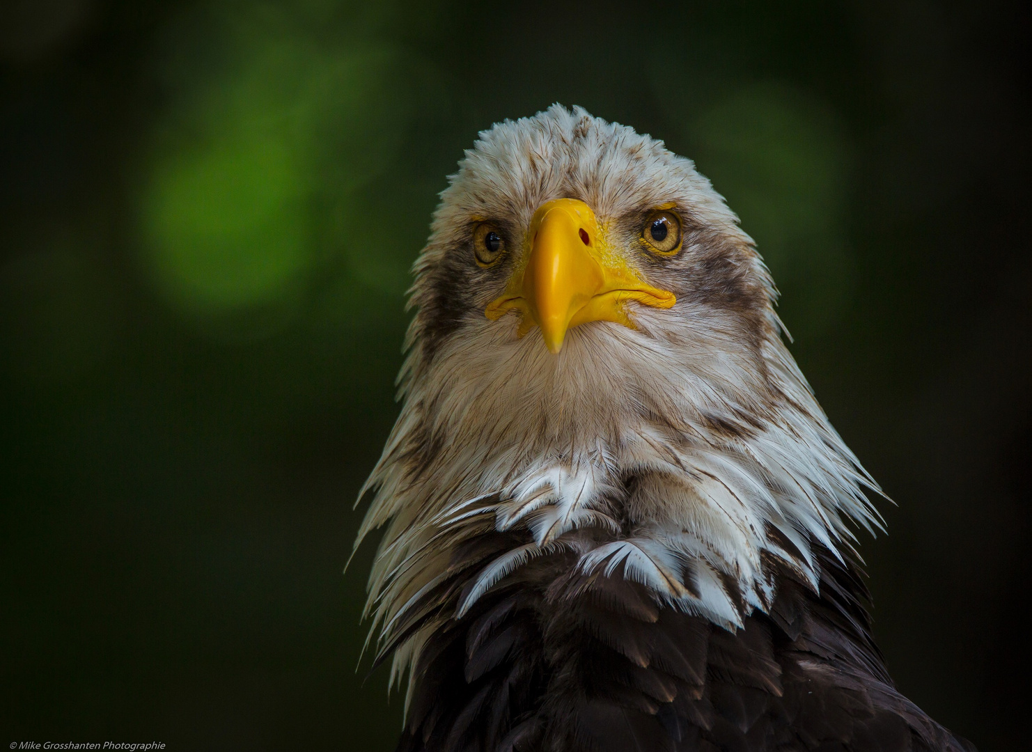 weißkopfseeadler