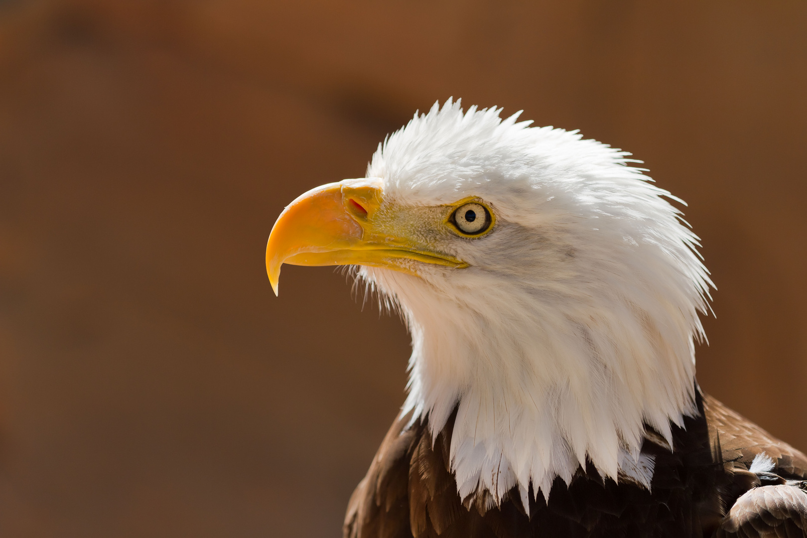 Weisskopfseeadler