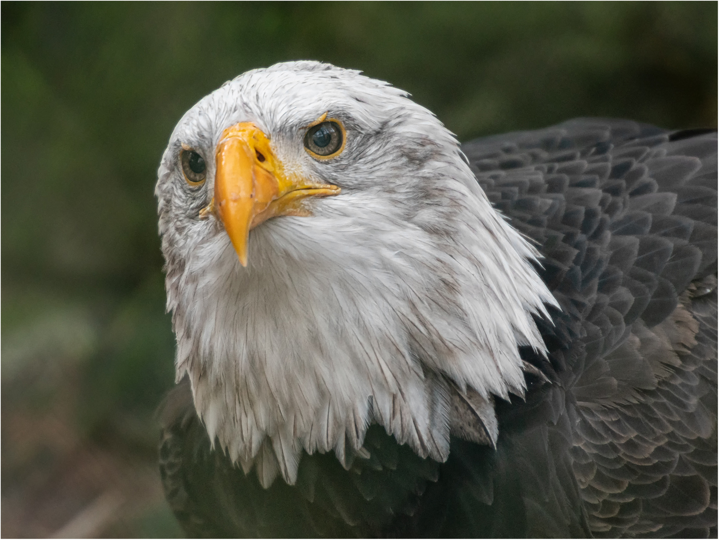 Weißkopfseeadler