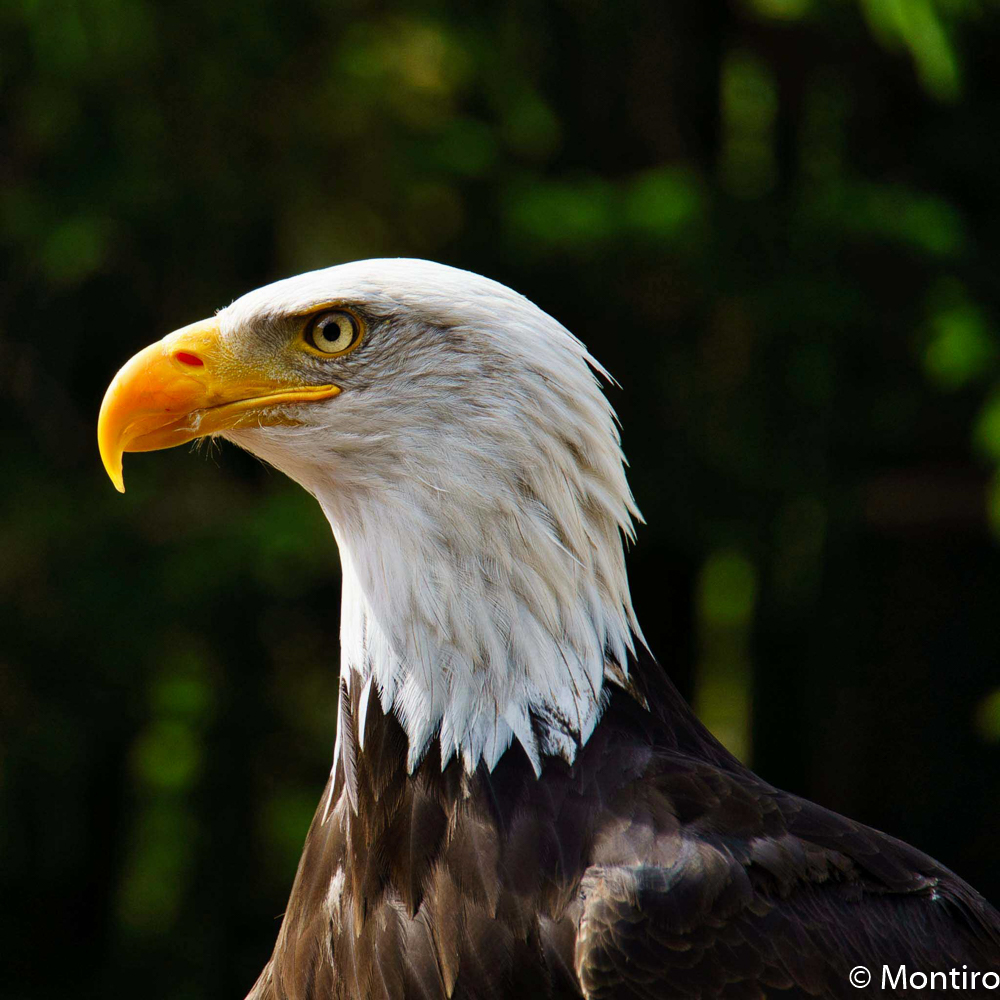 Weißkopfseeadler