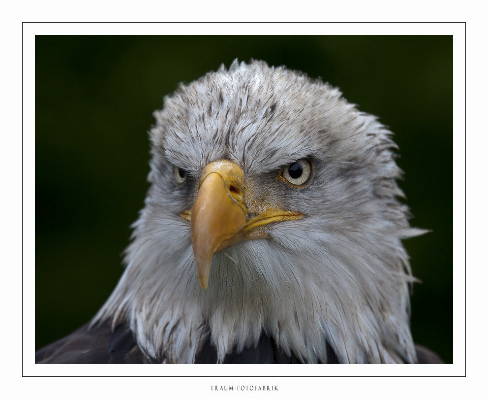 Weißkopfseeadler