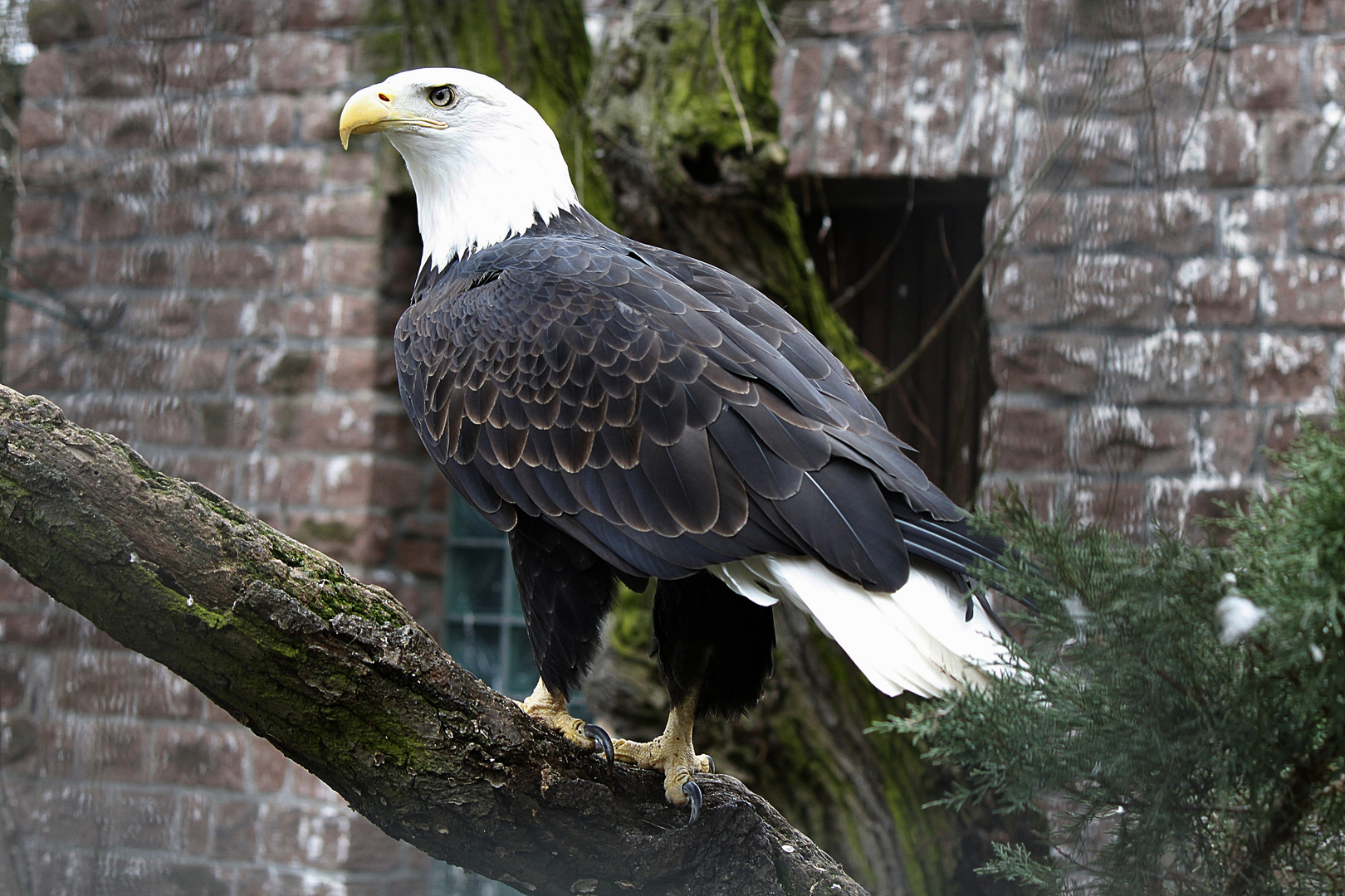 Weißkopfseeadler