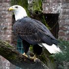 Weißkopfseeadler