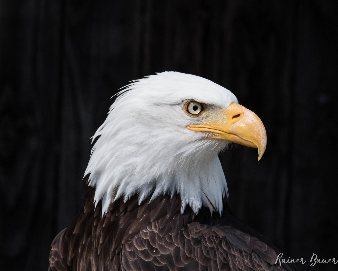 Weißkopfseeadler