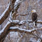 Weißkopfseeadler