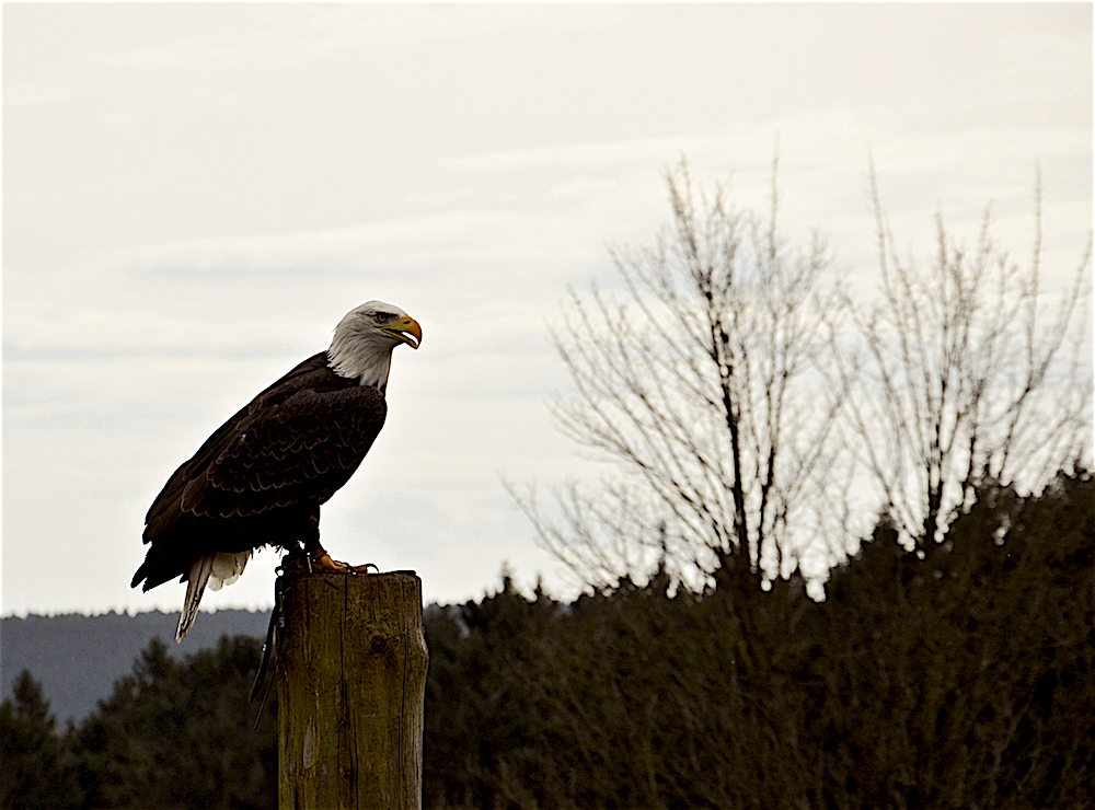 Weißkopfseeadler ...