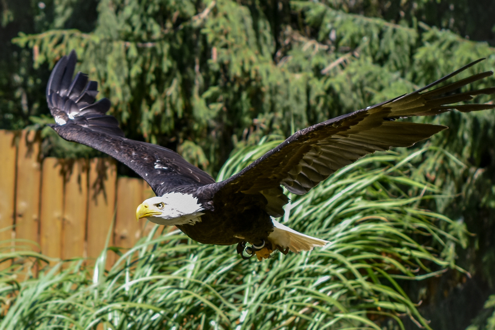 Weißkopfseeadler