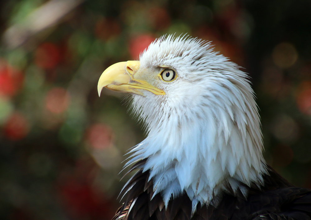 Weißkopfseeadler