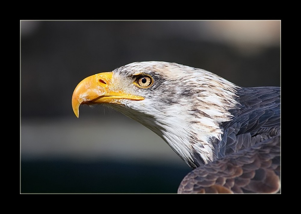 Weisskopfseeadler