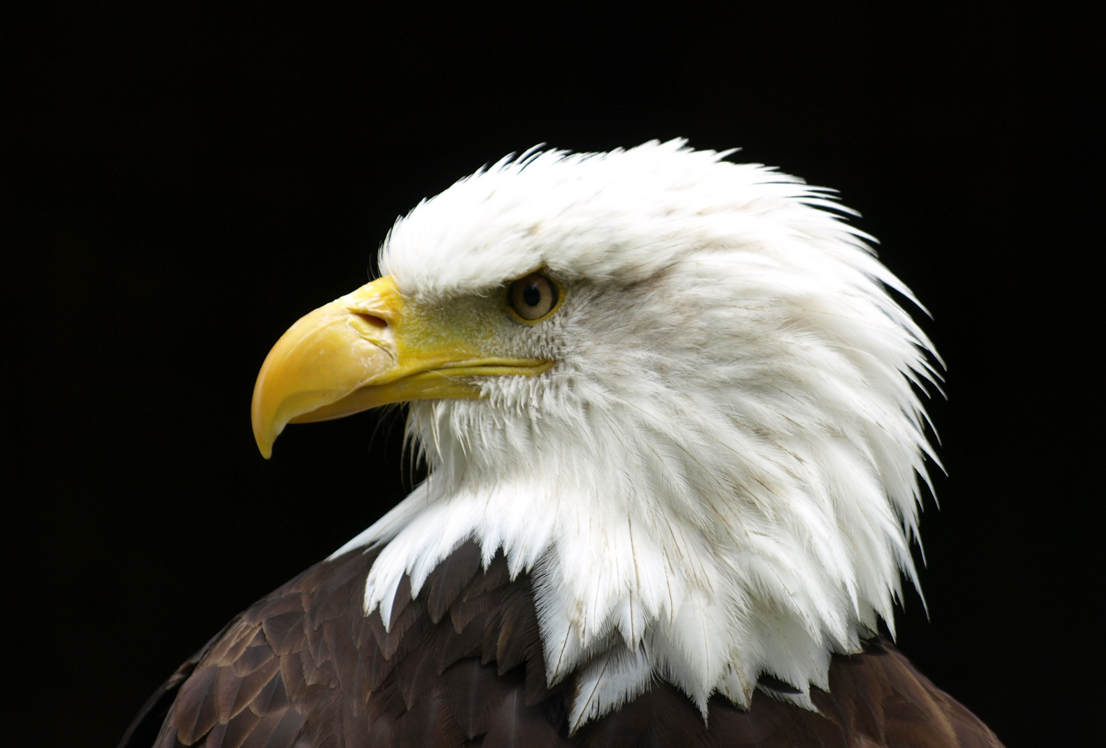 Weißkopfseeadler