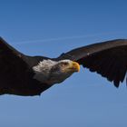 Weißkopfseeadler