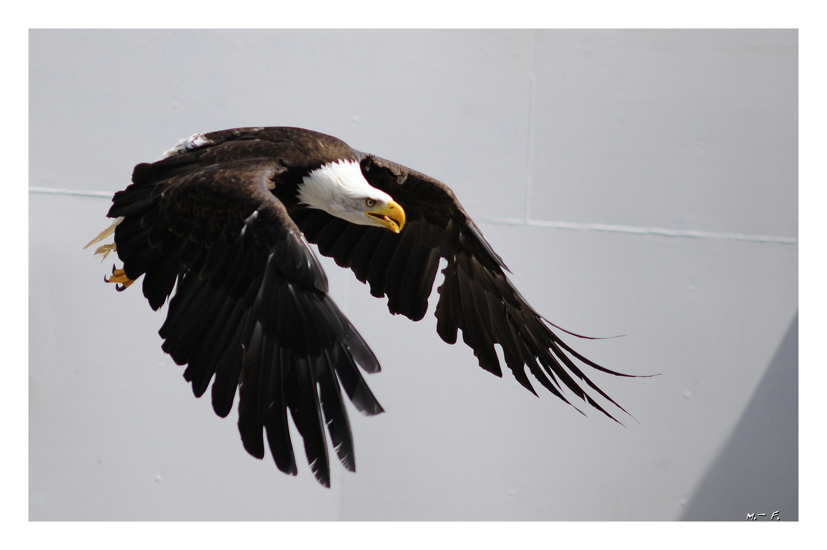 WEIßKOPFSEEADLER