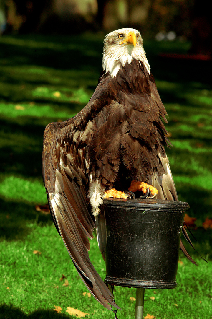 Weißkopfseeadler