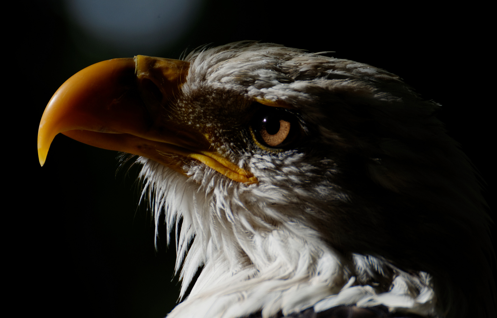 Weisskopfseeadler