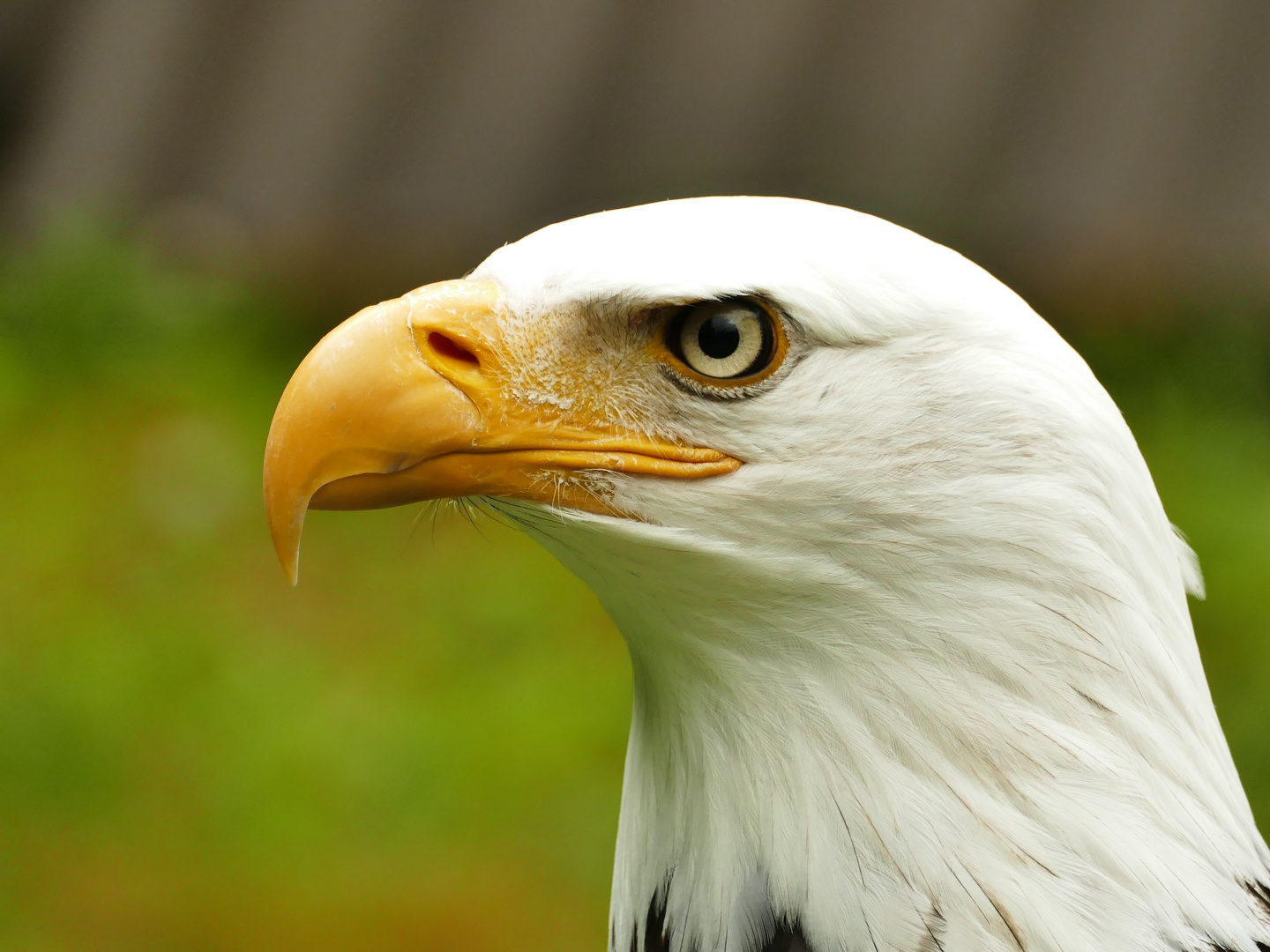 Weisskopfseeadler