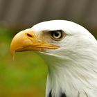 Weisskopfseeadler