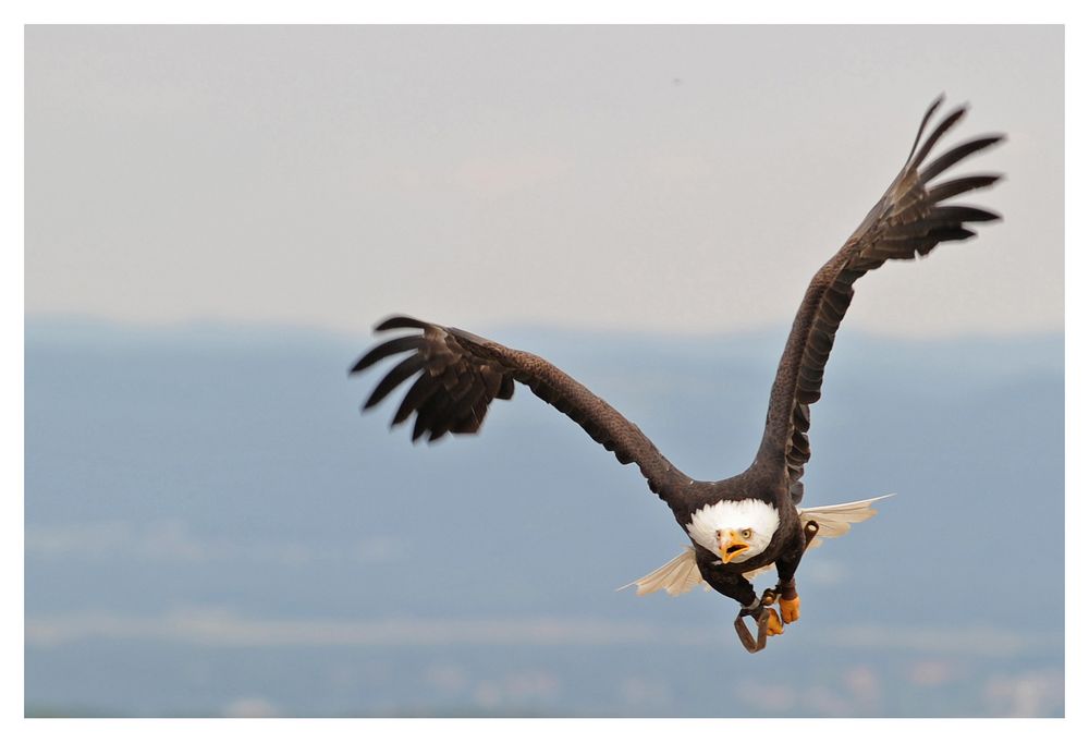 Weisskopfseeadler