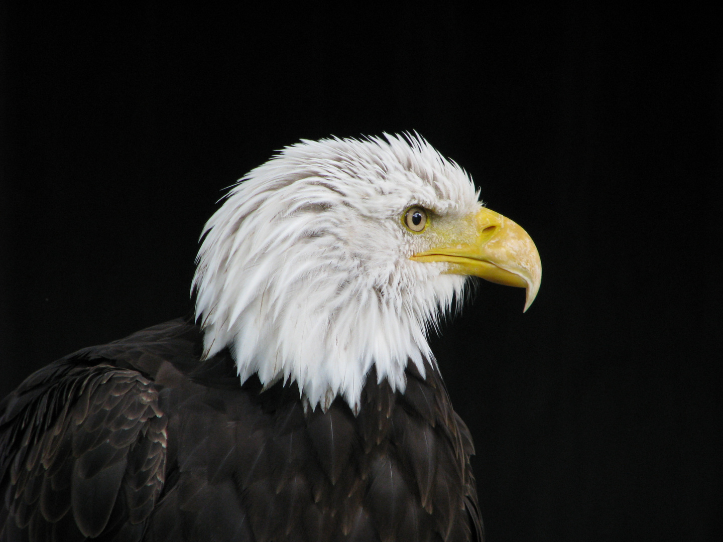 Weißkopfseeadler