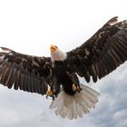 Weisskopfseeadler, Adlerwarte Berlebeck