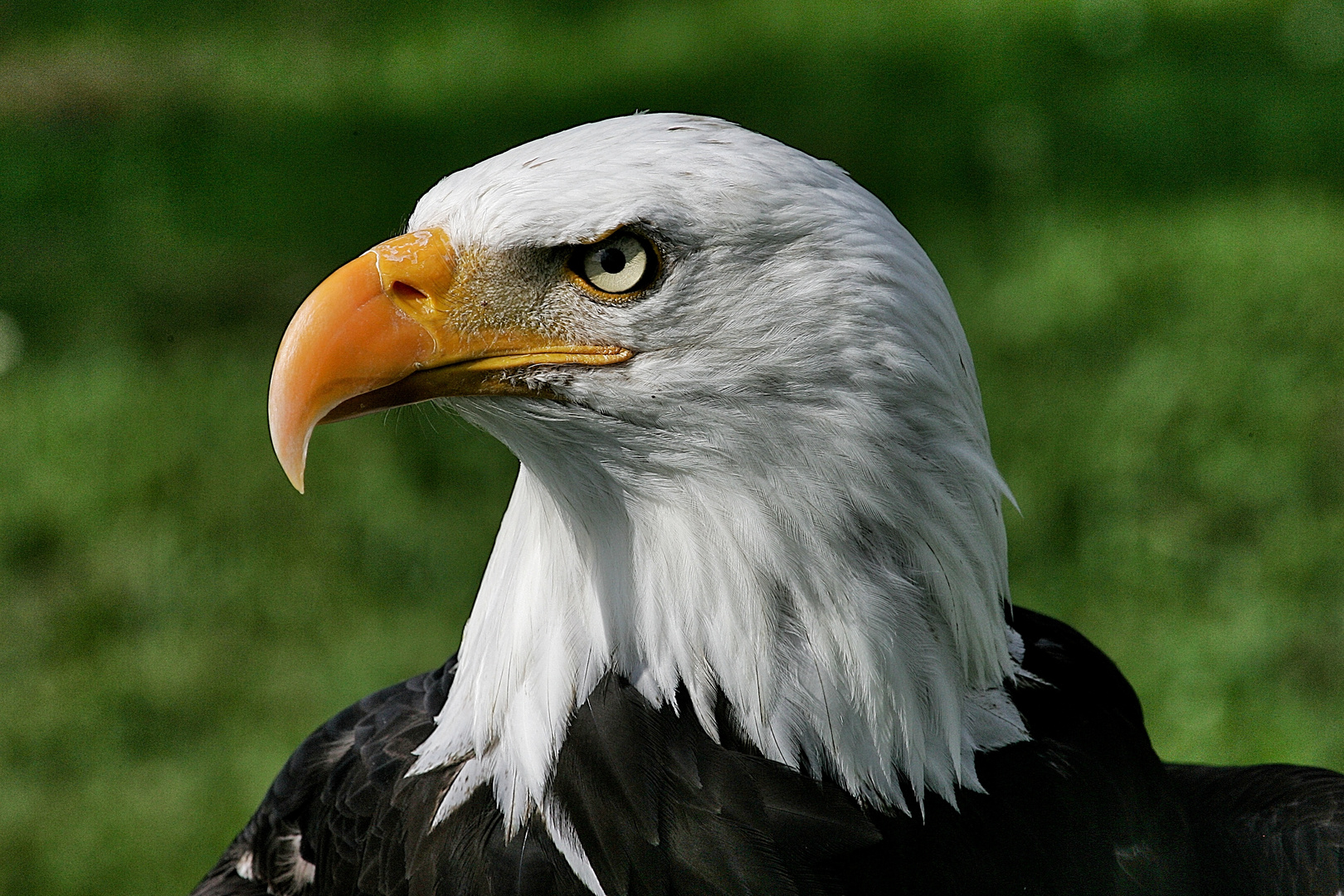 Weißkopfseeadler - Adlerwarte Berlebeck / 3
