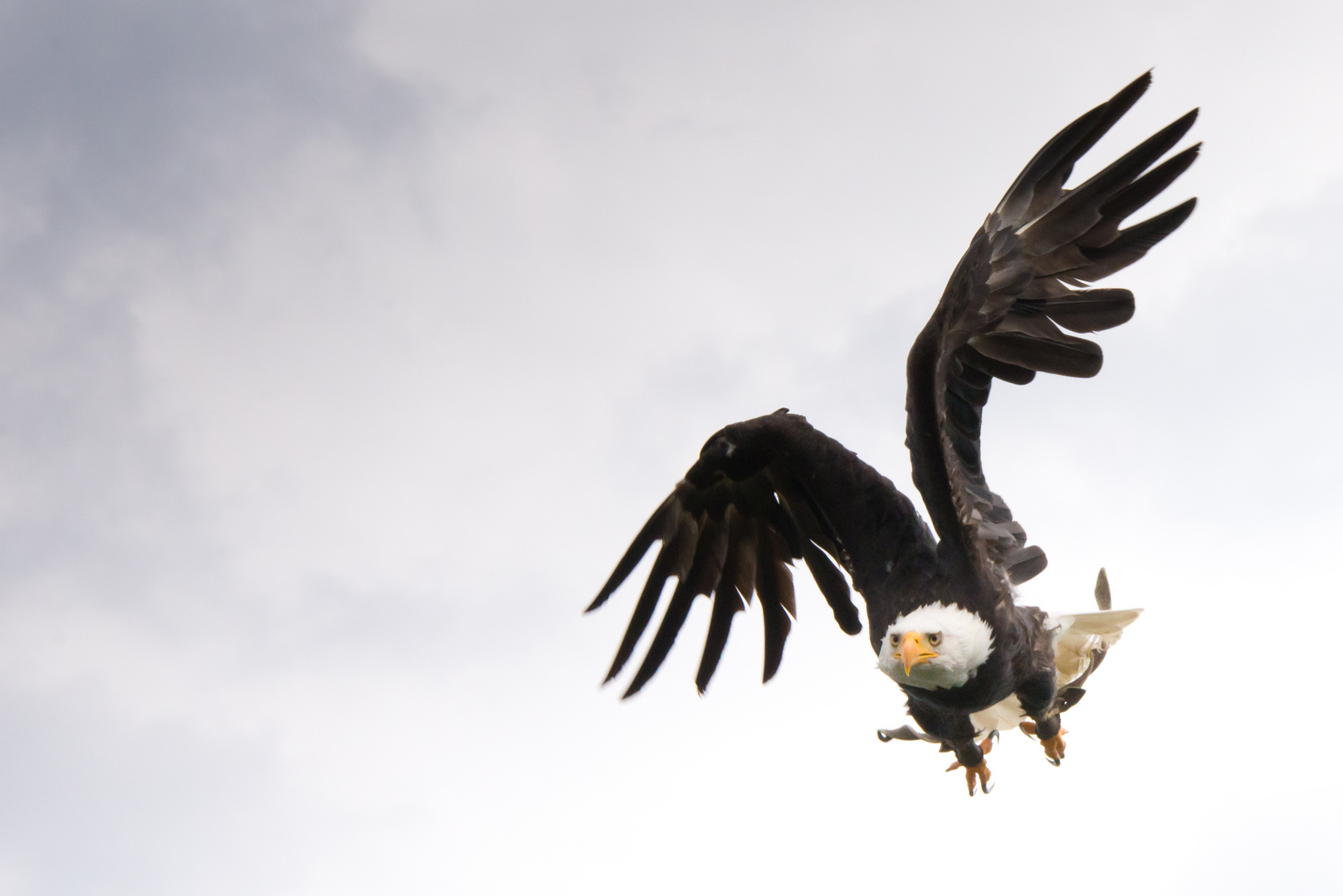 Weisskopfseeadler, Adlerwarte Berlebeck