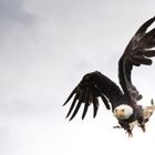 Weisskopfseeadler, Adlerwarte Berlebeck