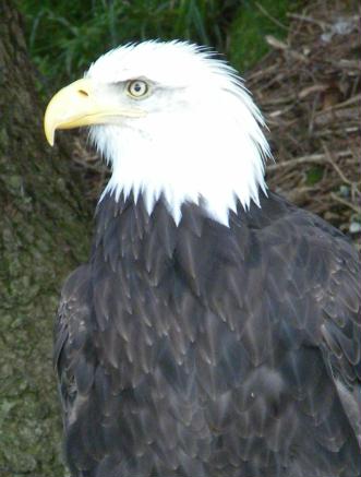 Weisskopfseeadler