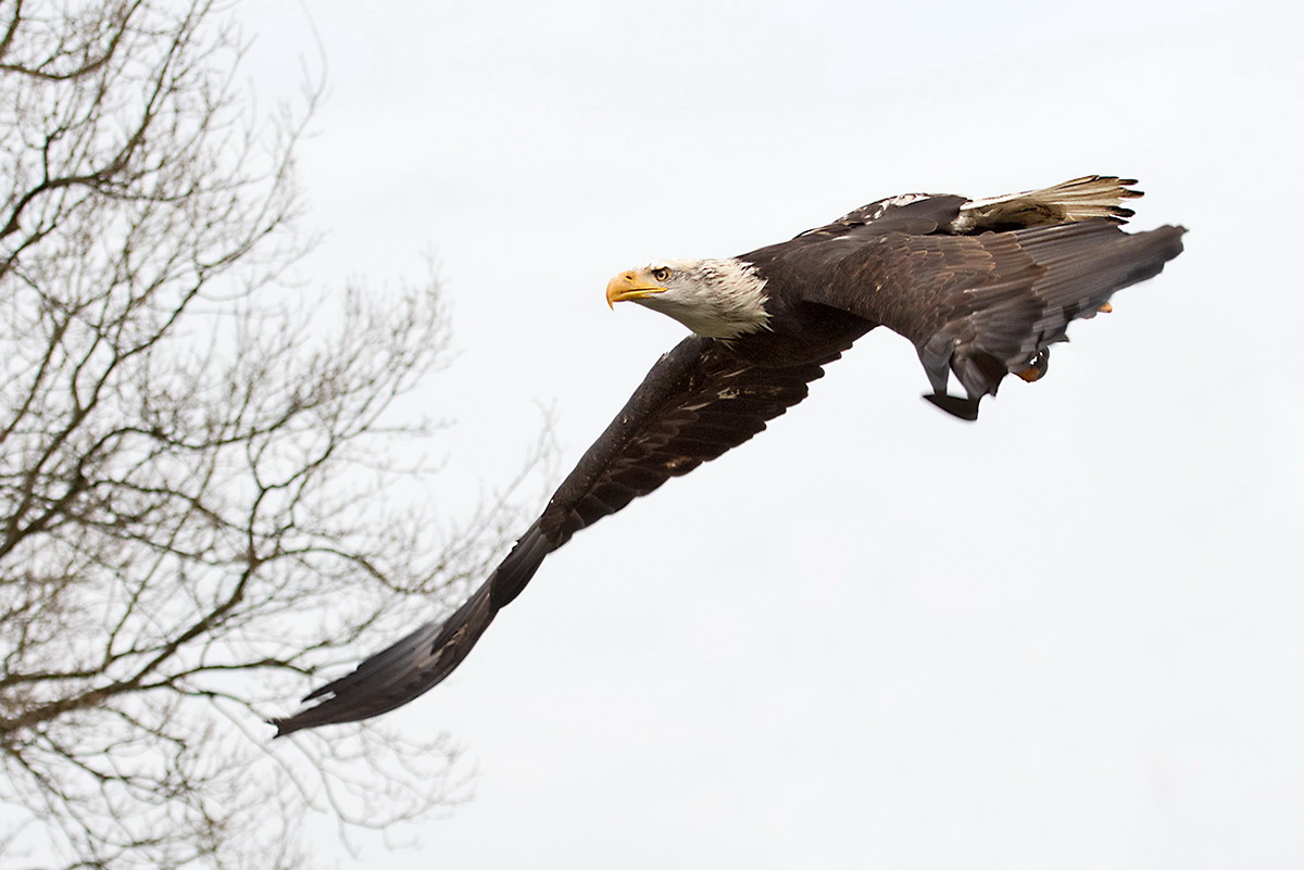 Weißkopfseeadler