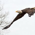 Weißkopfseeadler